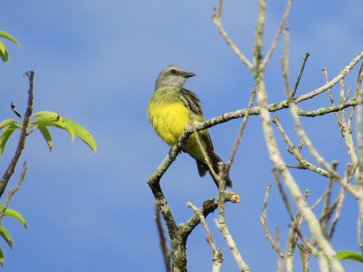 Tropical Kingbird - ML646014134