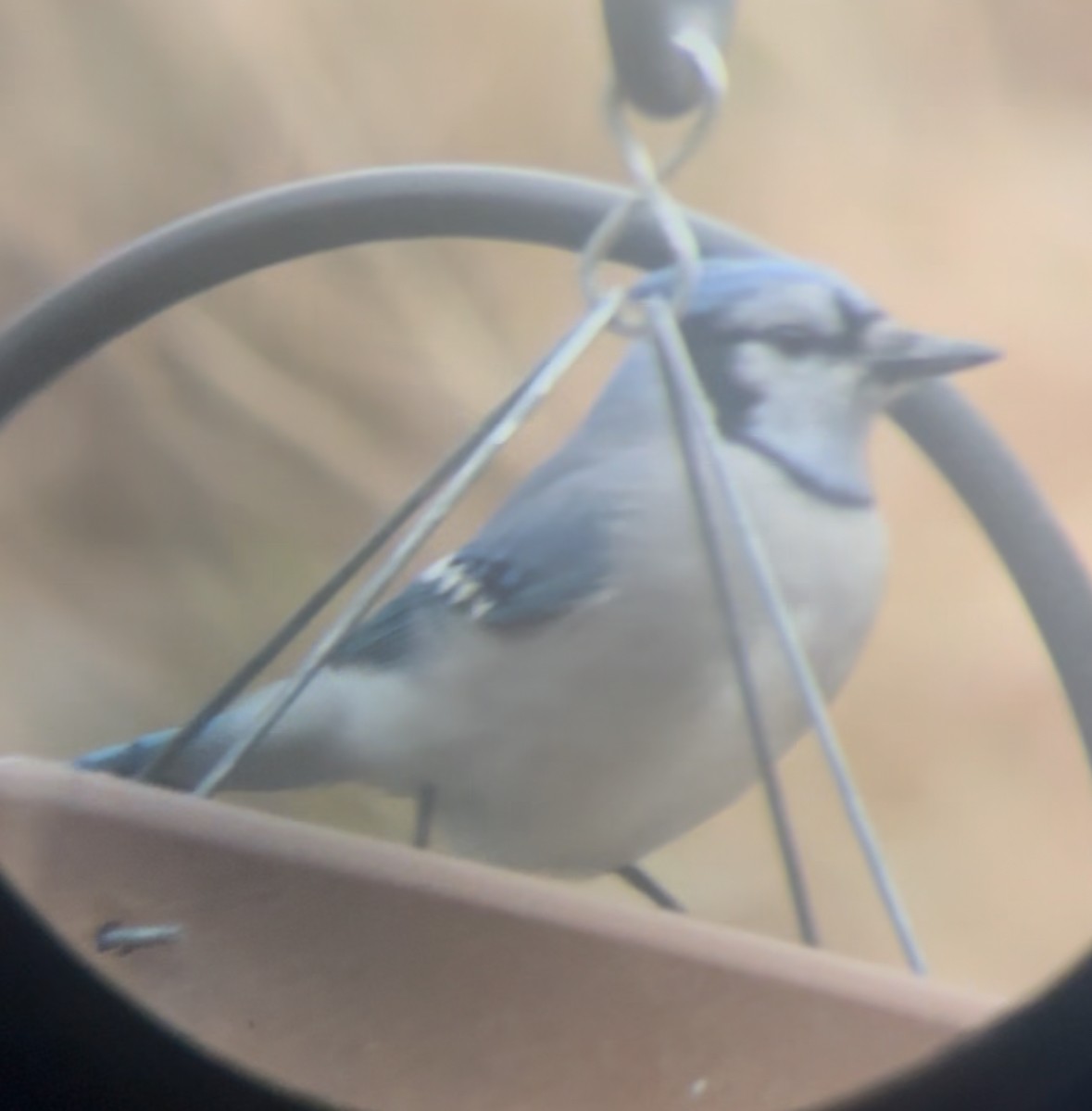 blåskrike - ML646014150