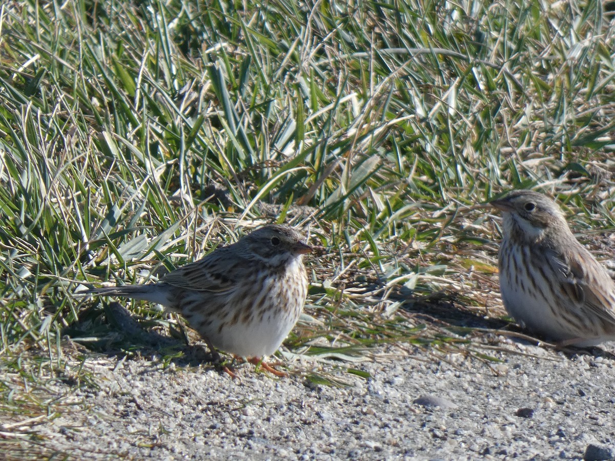Savannah Sparrow (Ipswich) - ML646014152