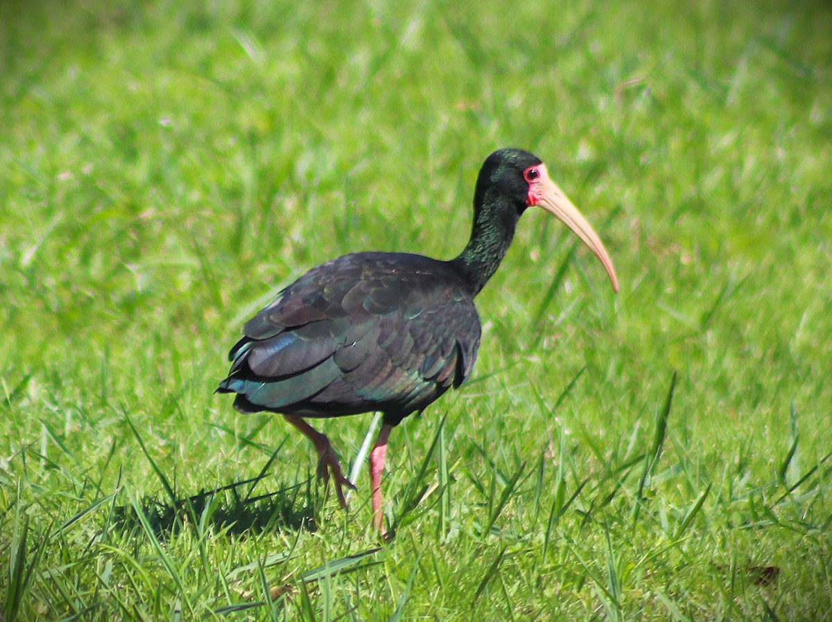 Bare-faced Ibis - ML646014158