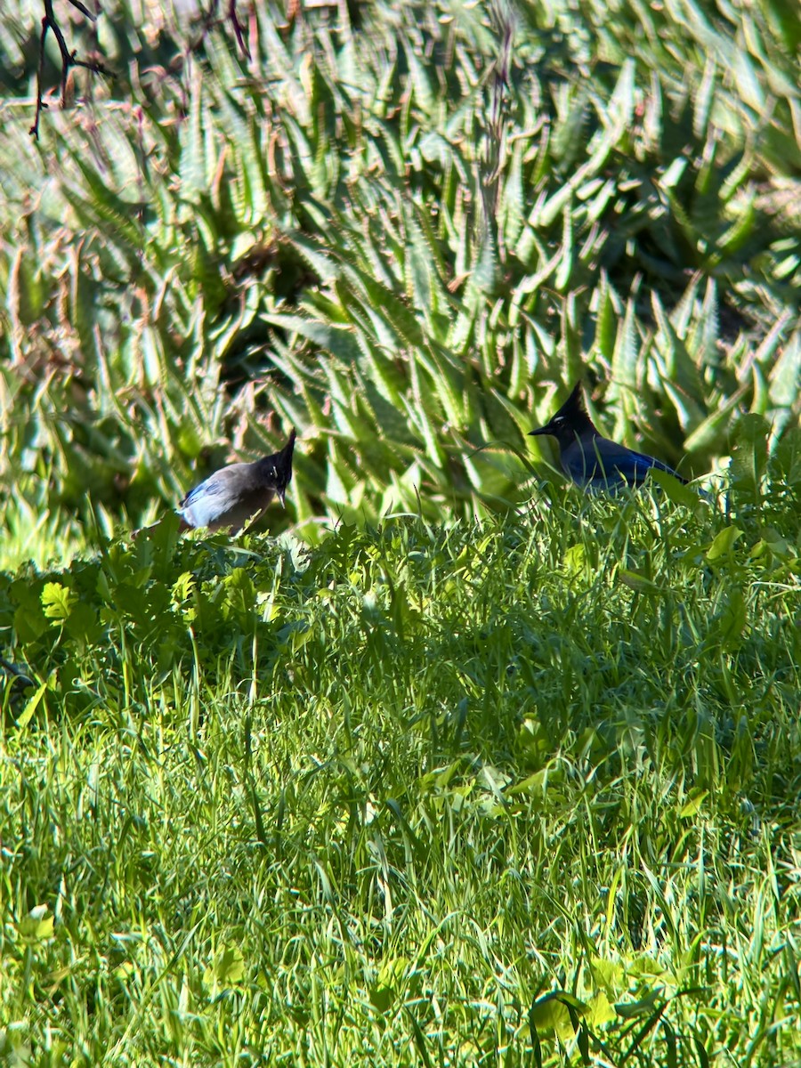 Steller's Jay - ML646014165
