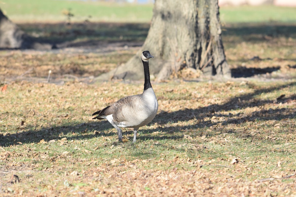 Canada Goose - ML646014172