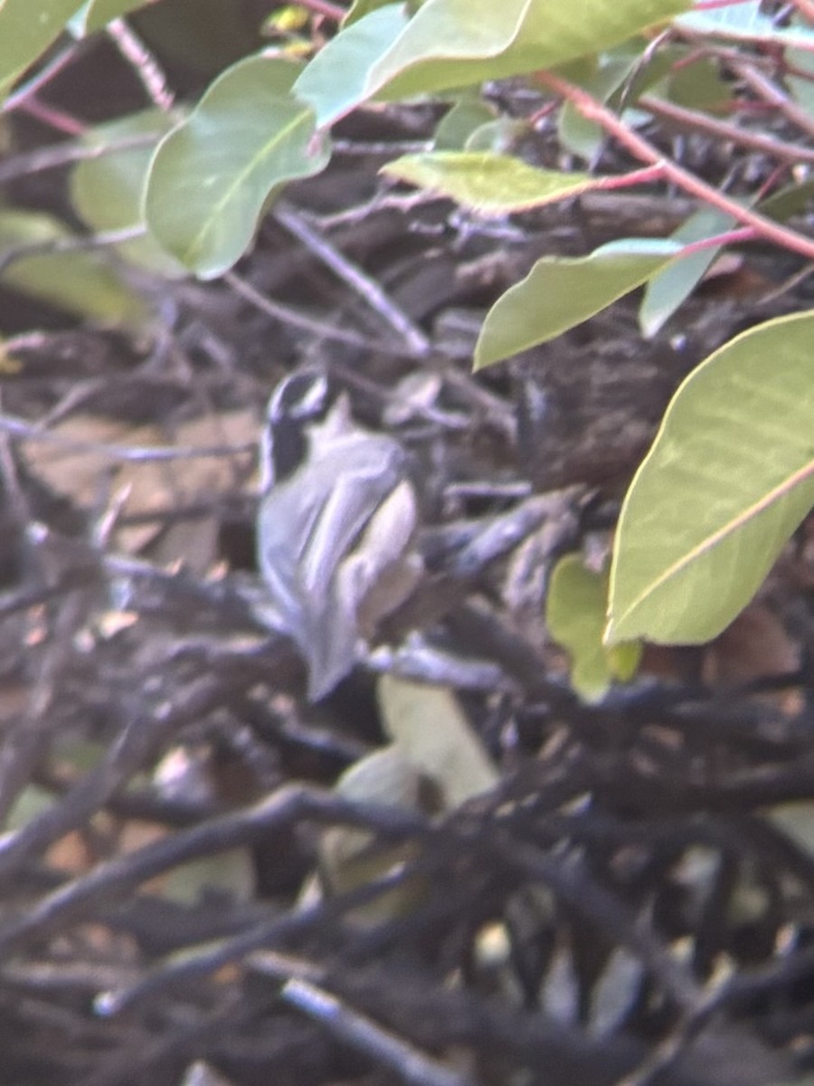 Mountain Chickadee - ML646014185