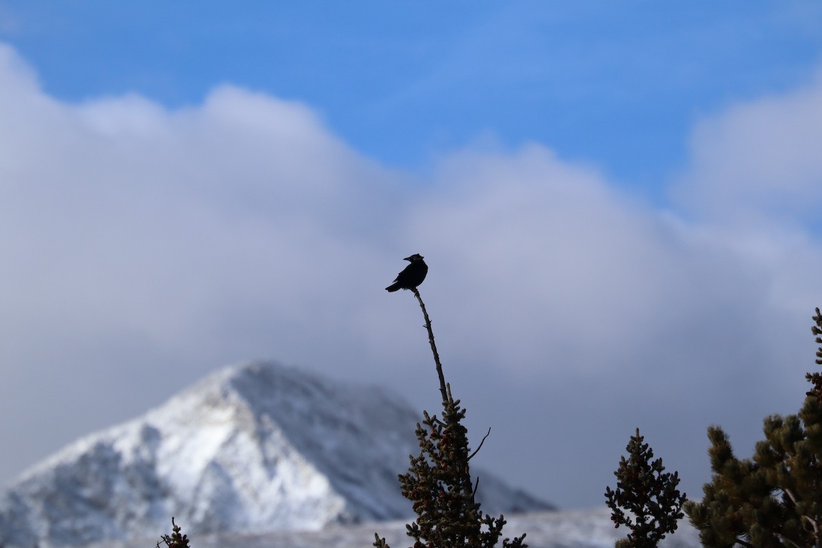 amerikakråke - ML646014186