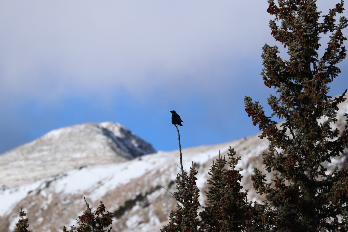 amerikakråke - ML646014187