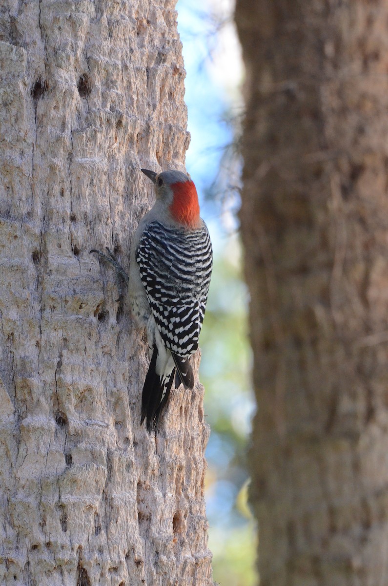 Red-bellied Woodpecker - ML646014197