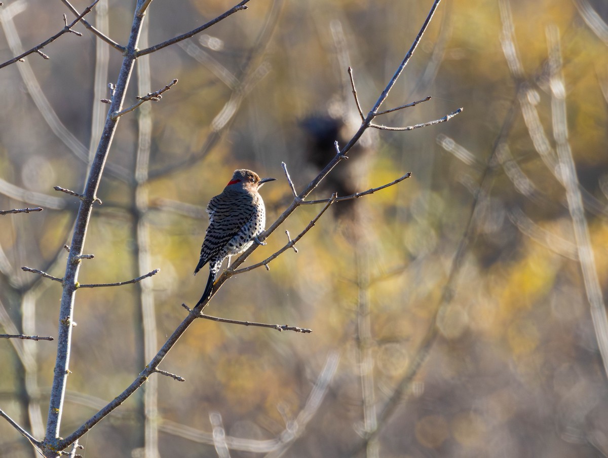 Northern Flicker - ML646014198
