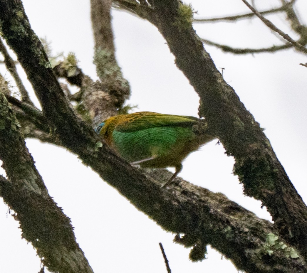 Brassy-breasted Tanager - ML646014203