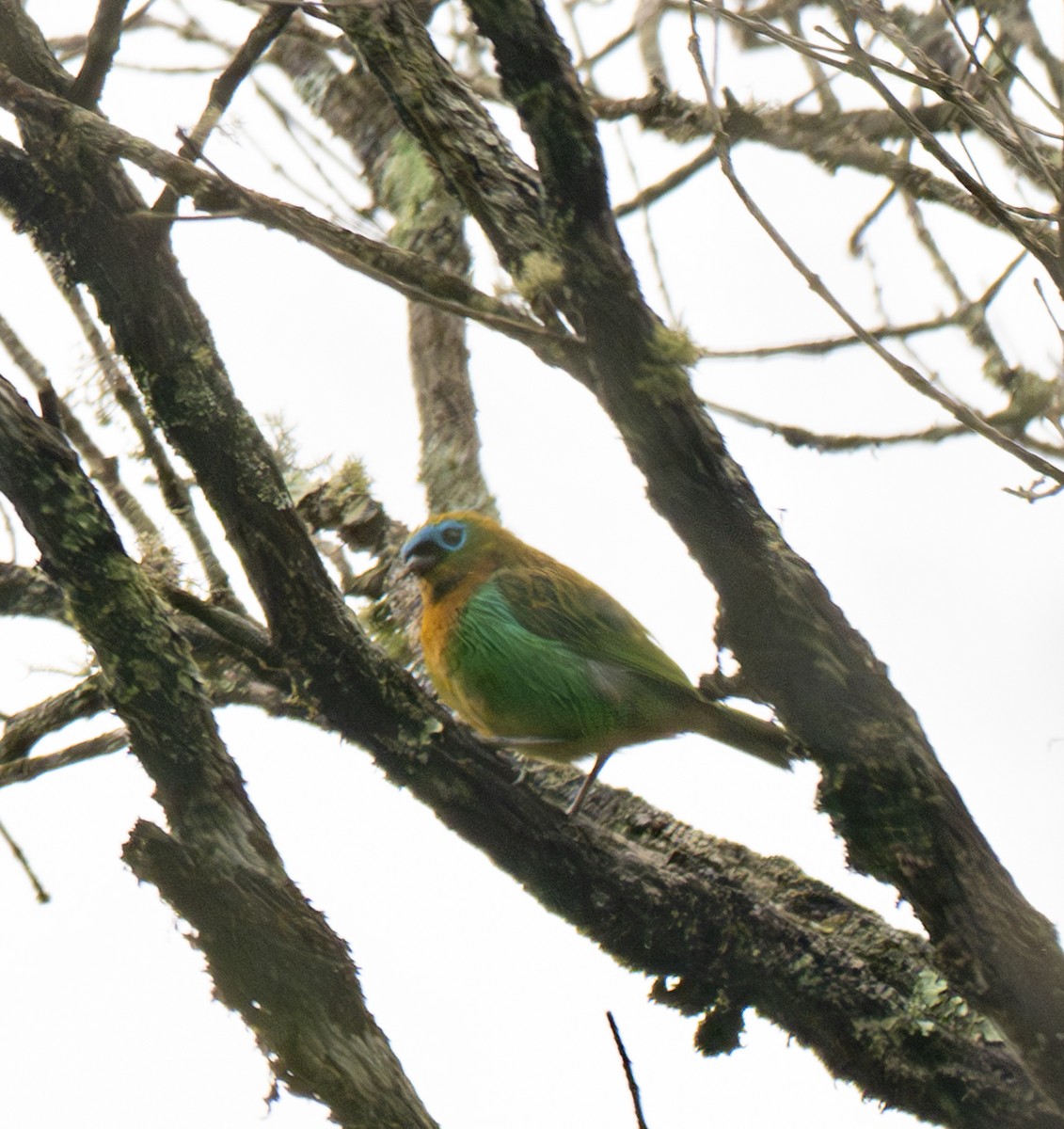 Brassy-breasted Tanager - ML646014205