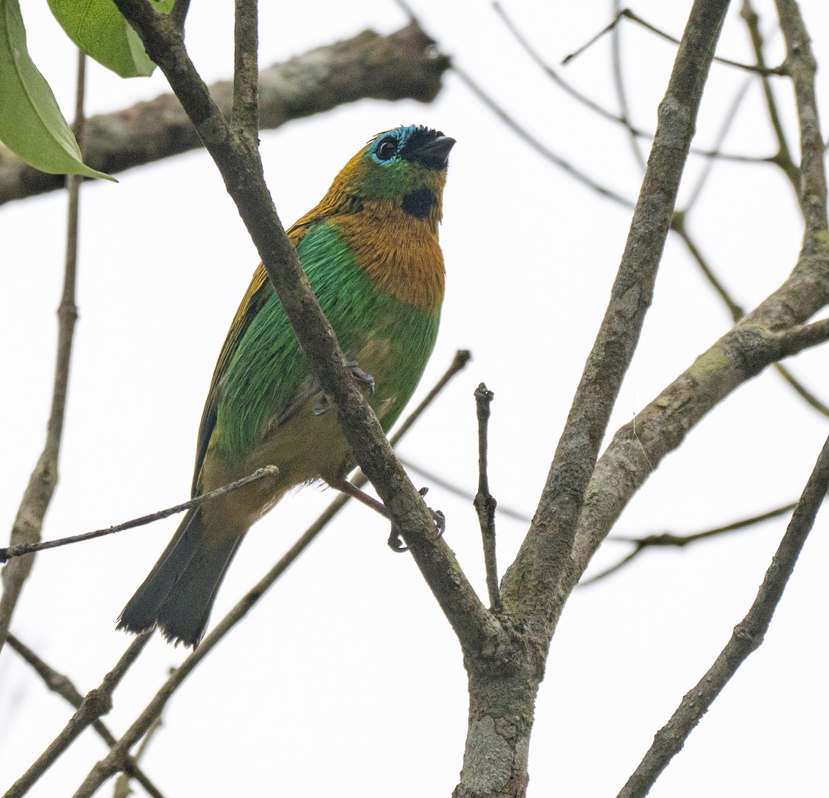 Brassy-breasted Tanager - ML646014207