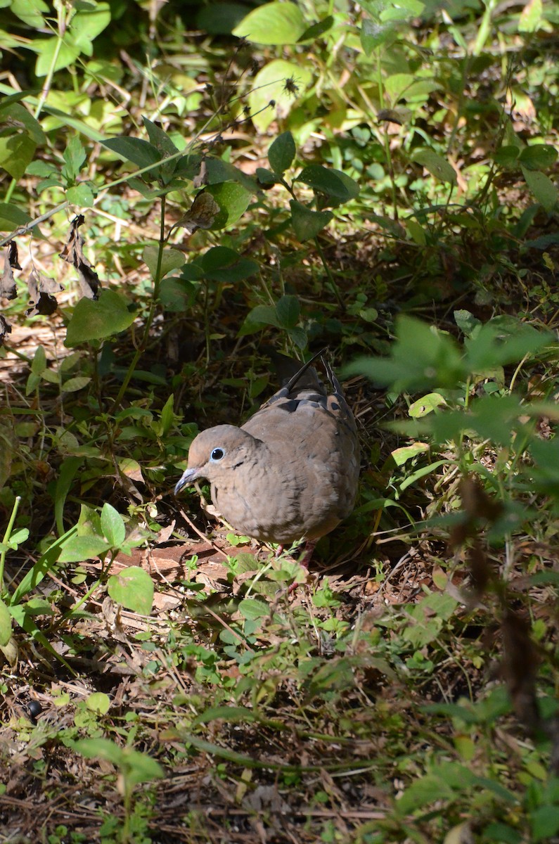 Mourning Dove - ML646014209
