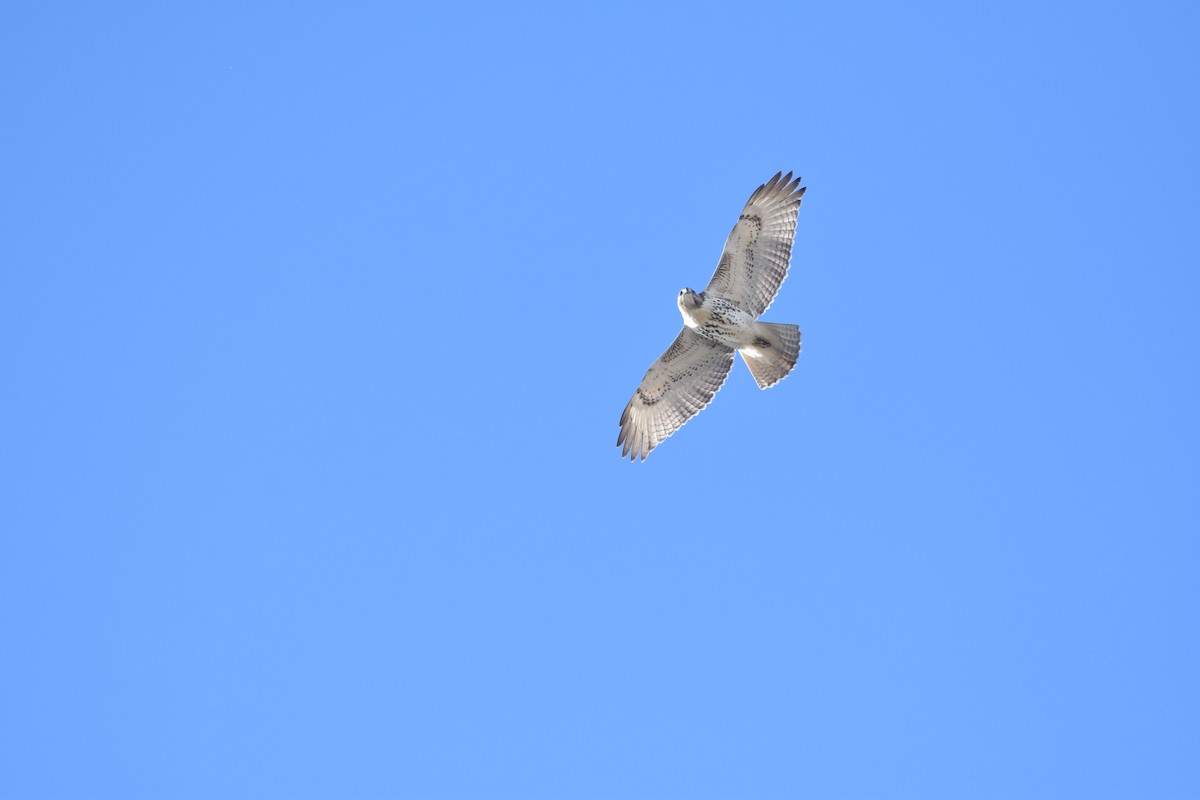 Red-tailed Hawk - ML646014211