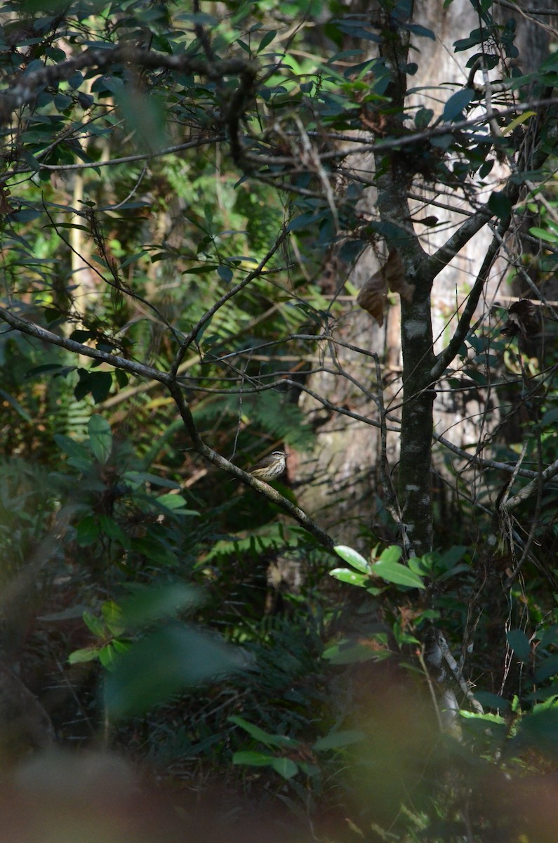 Louisiana Waterthrush - ML646014219