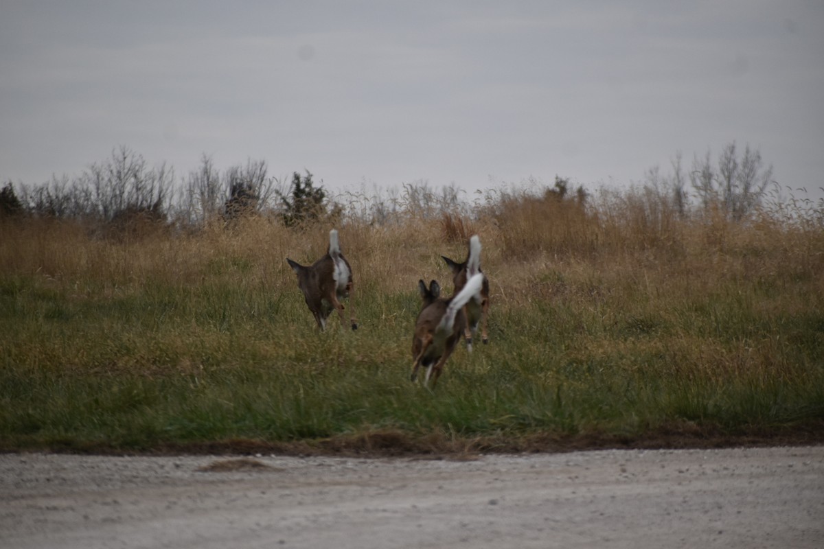 Kansas White-tailed Deer - ML646014221