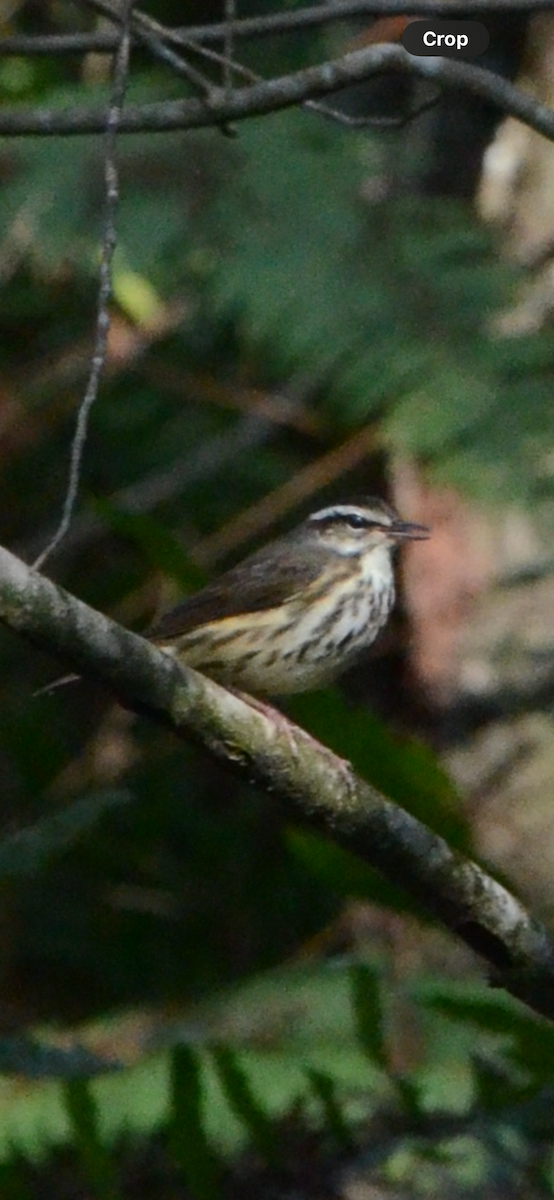 Louisiana Waterthrush - ML646014231