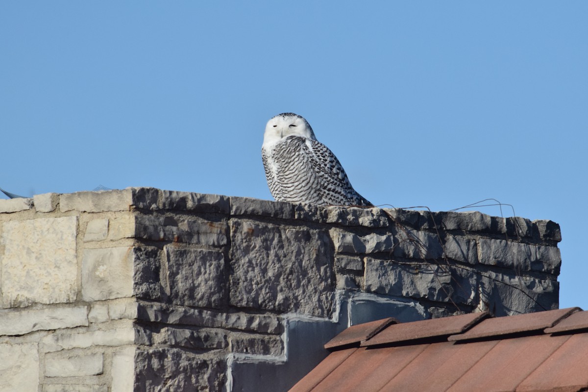 sovice sněžní - ML646014233