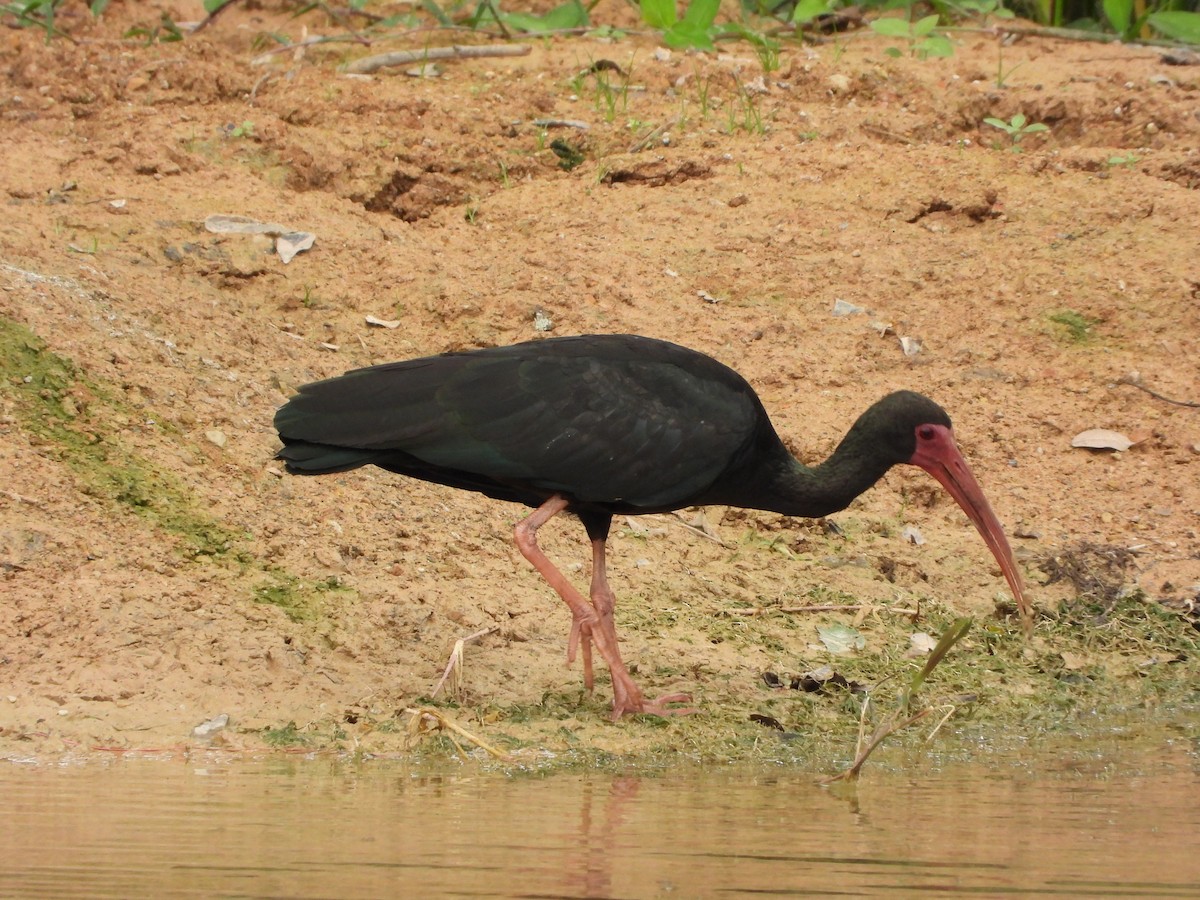 Bare-faced Ibis - ML646014241