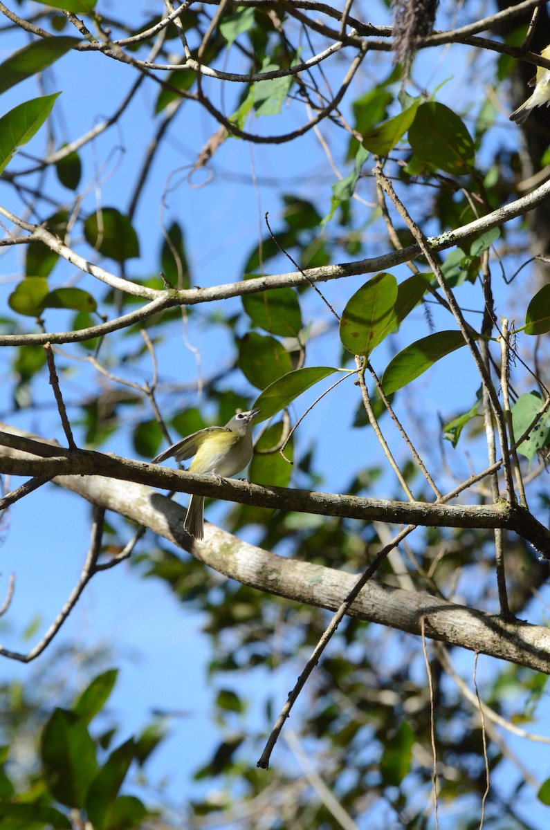 Blue-headed Vireo - ML646014243