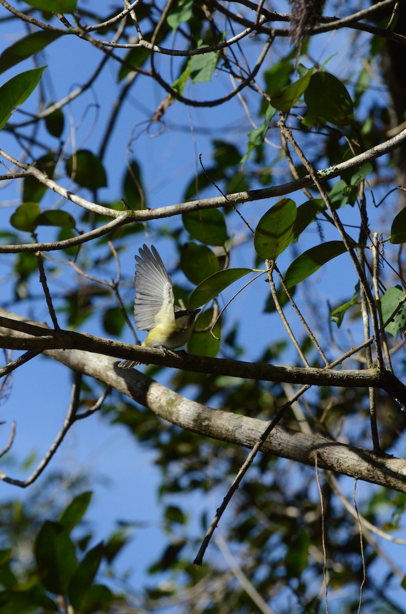 Blue-headed Vireo - ML646014245
