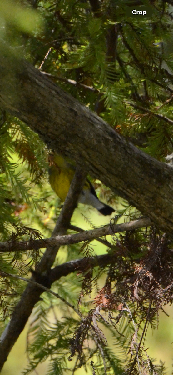 Magnolia Warbler - ML646014247