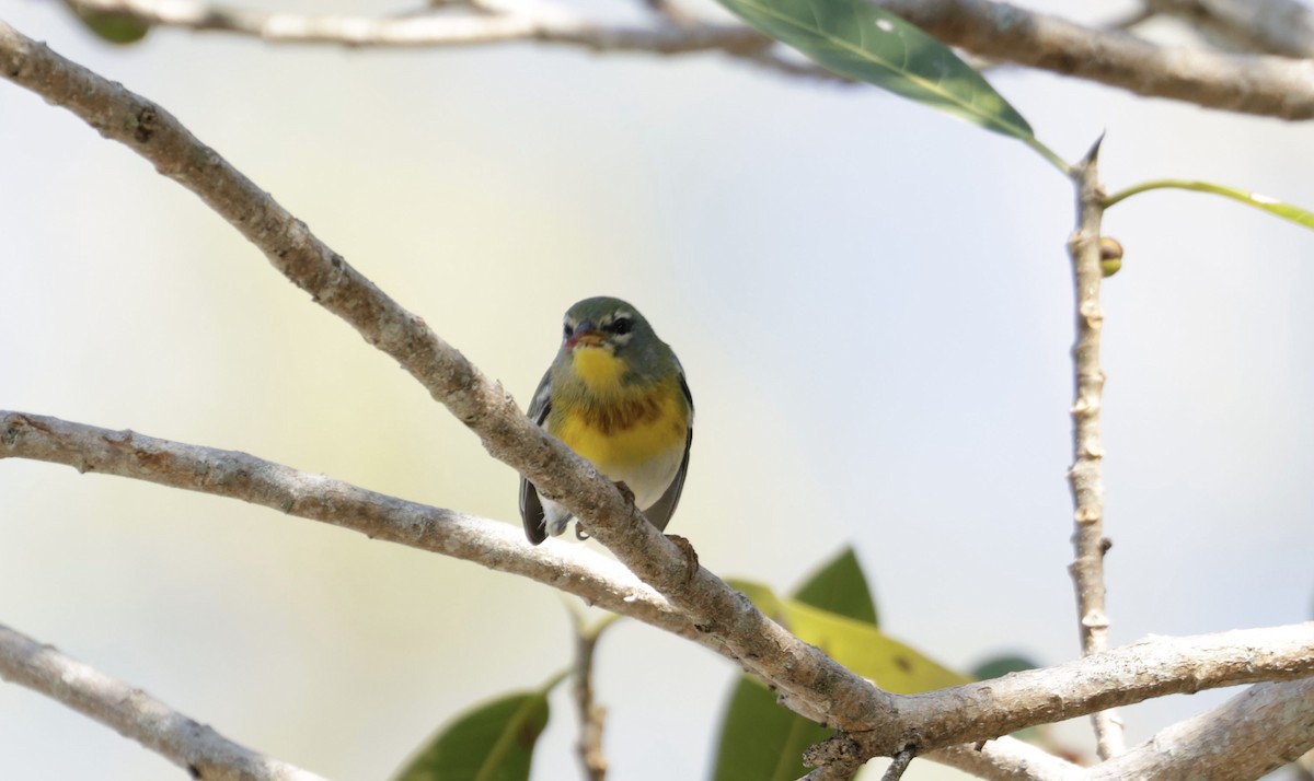Northern Parula - ML646014248