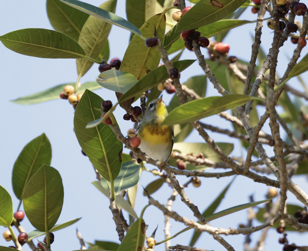 Northern Parula - ML646014249