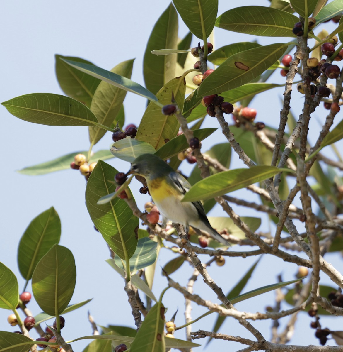 Northern Parula - ML646014250