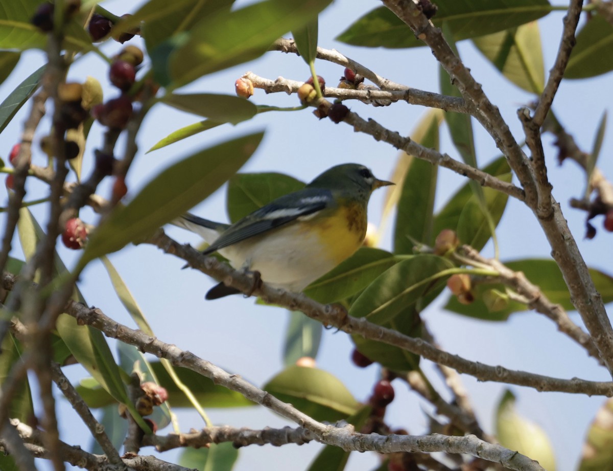 Northern Parula - ML646014251