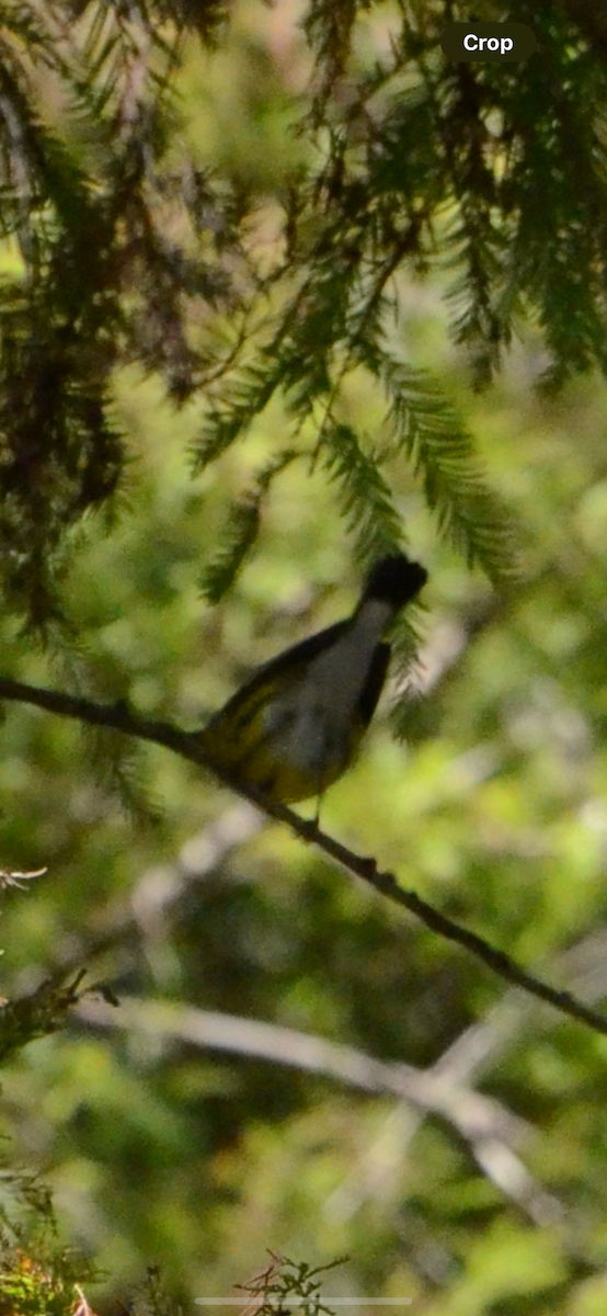 Magnolia Warbler - ML646014252