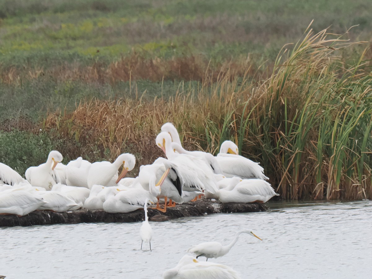 Pelícano Norteamericano - ML646014254
