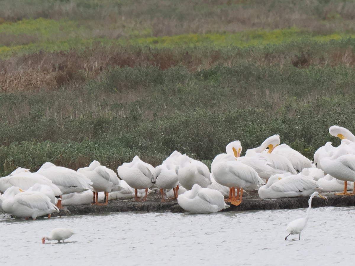 Pelícano Norteamericano - ML646014255