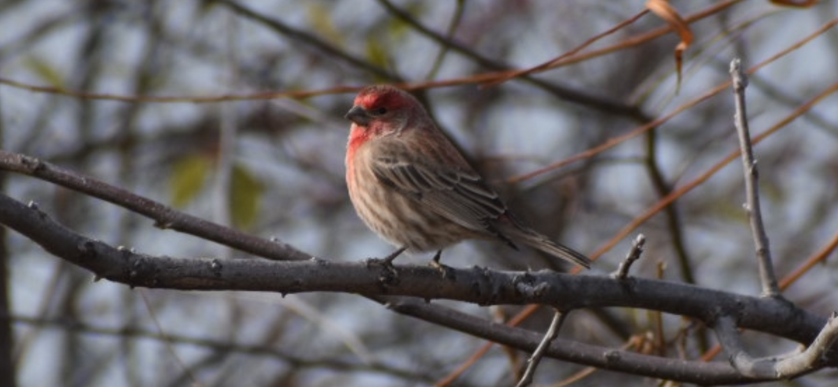 House Finch - ML646014270