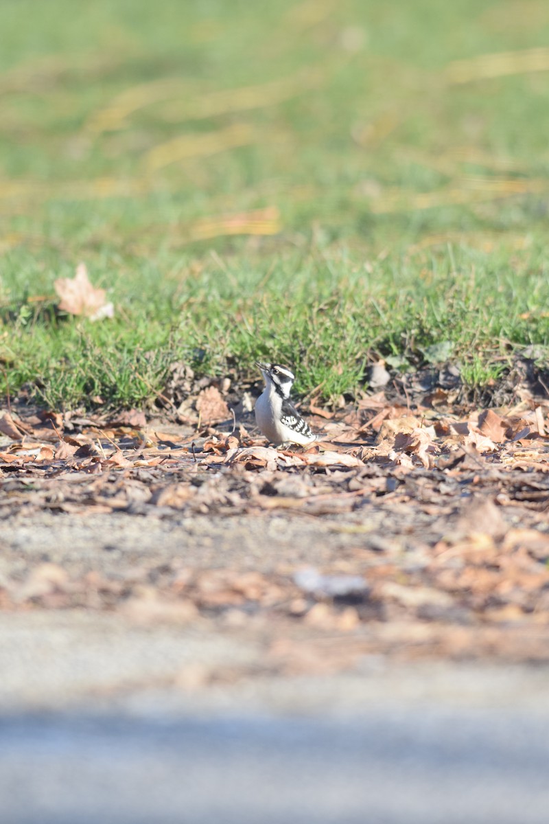 strakapoud osikový - ML646014271