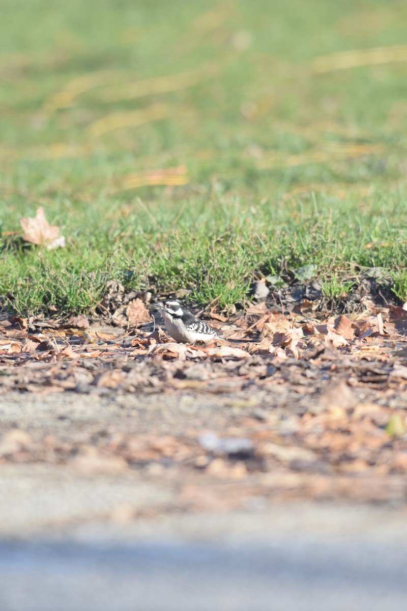 strakapoud osikový - ML646014272