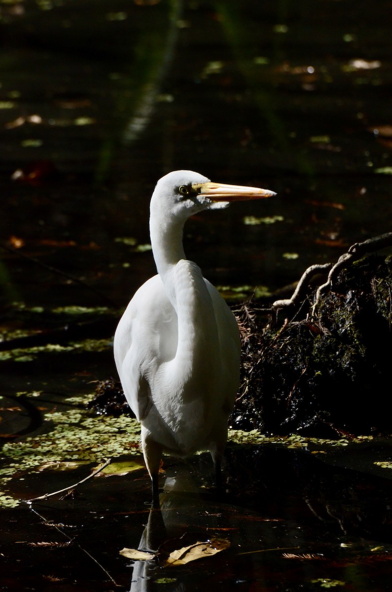 Great Egret - ML646014273