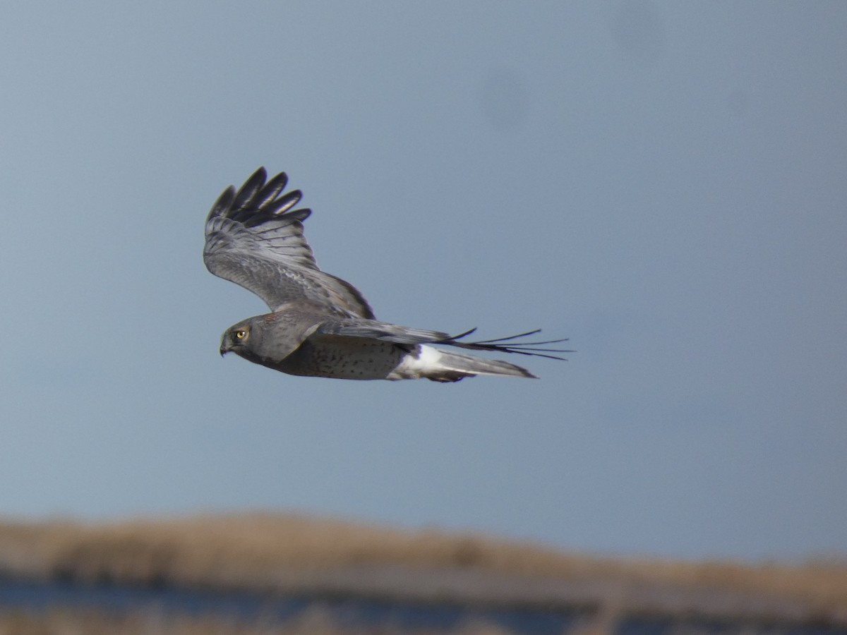 Northern Harrier - ML646014285