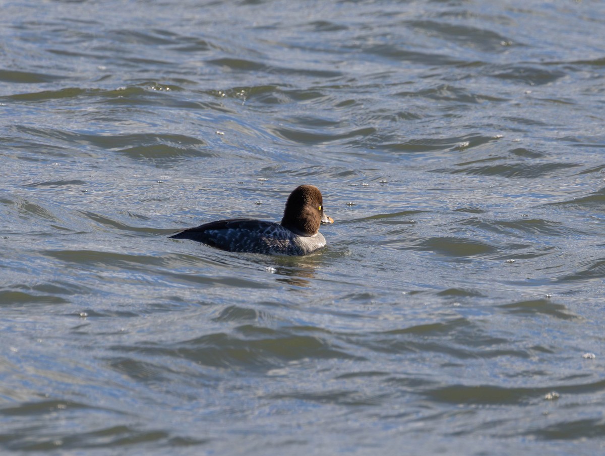 キタホオジロガモ - ML646014286