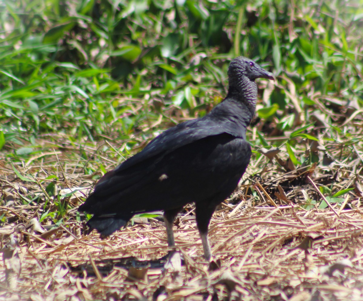Black Vulture - ML646014291