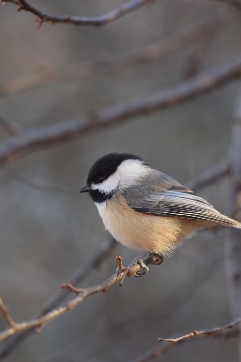 sýkora černohlavá - ML646014292