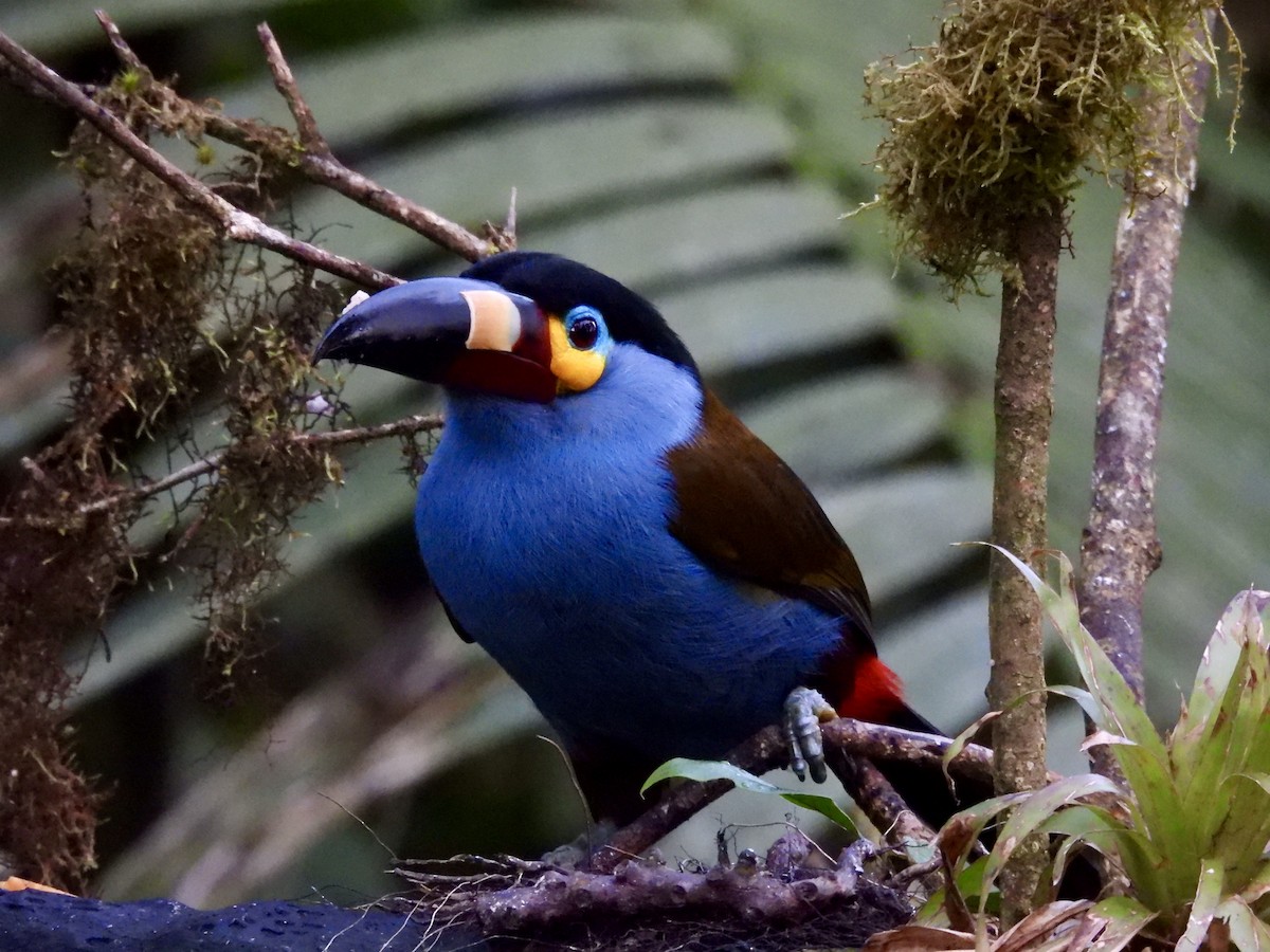 Plate-billed Mountain-Toucan - ML646014293