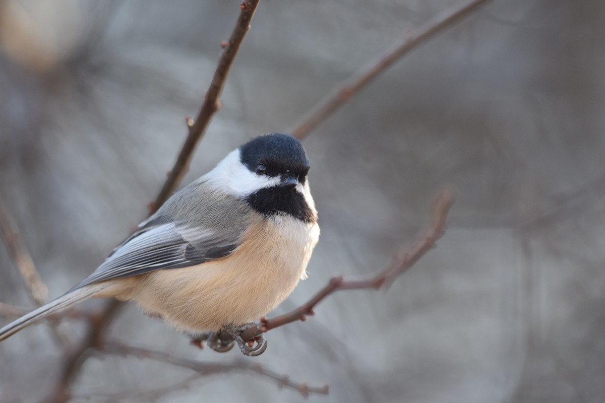 sýkora černohlavá - ML646014294