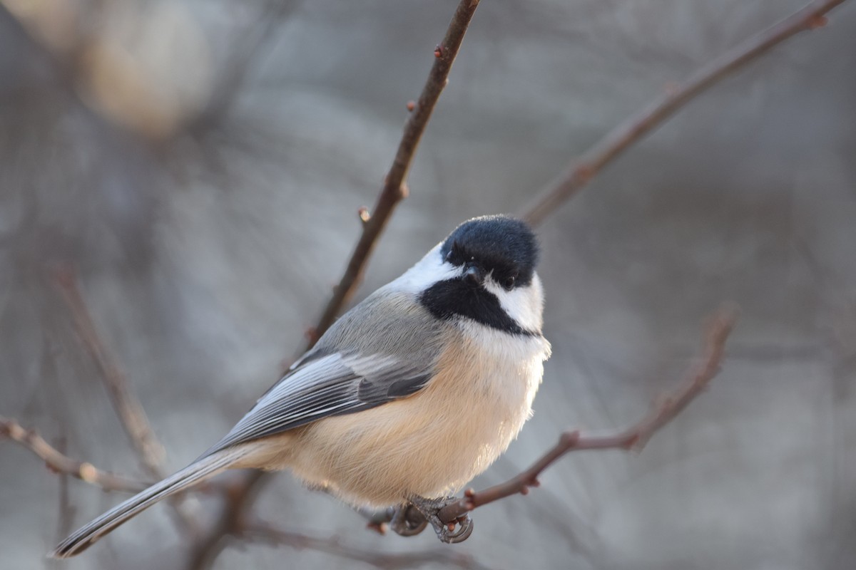 sýkora černohlavá - ML646014295