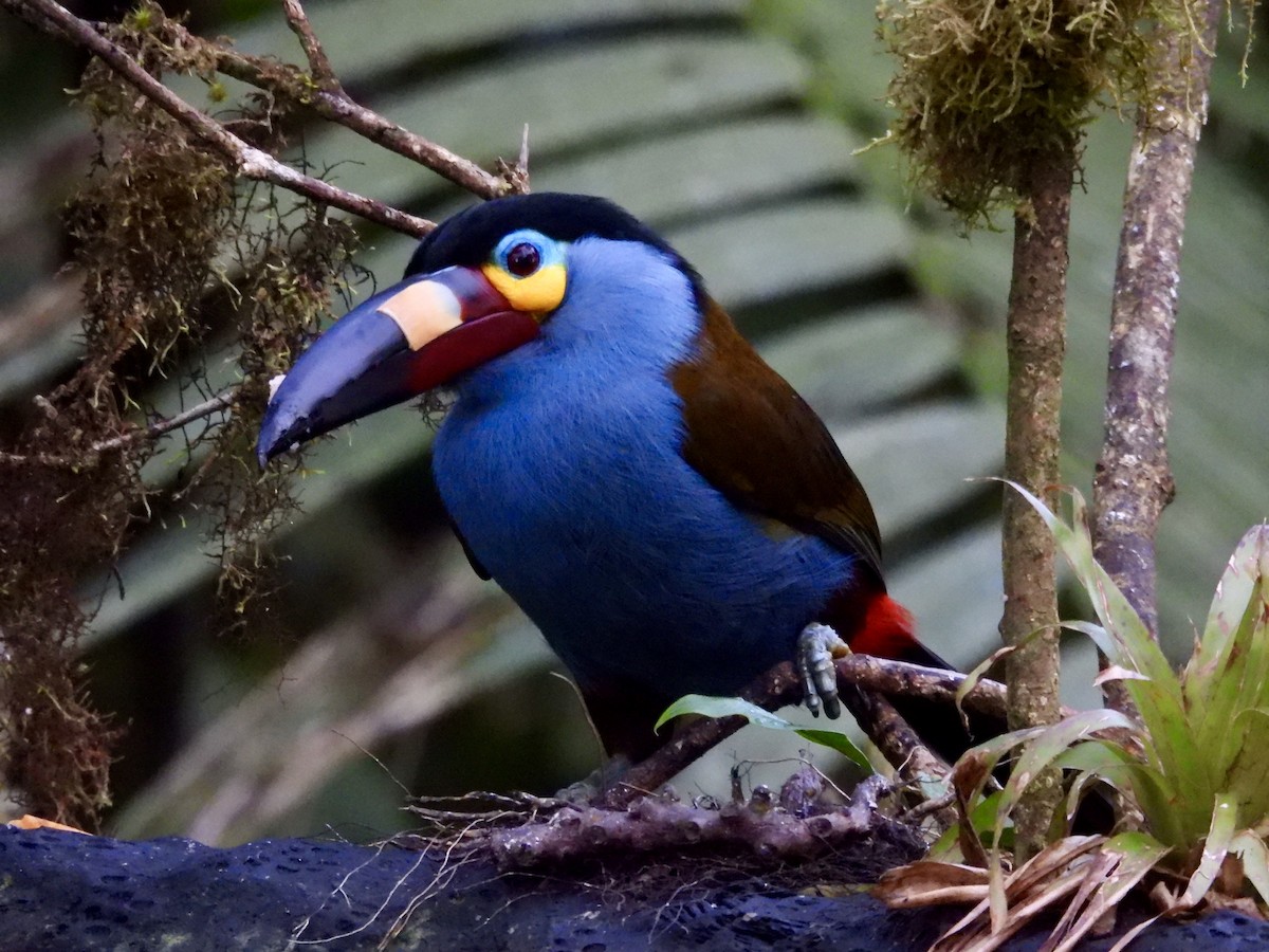 Plate-billed Mountain-Toucan - ML646014297