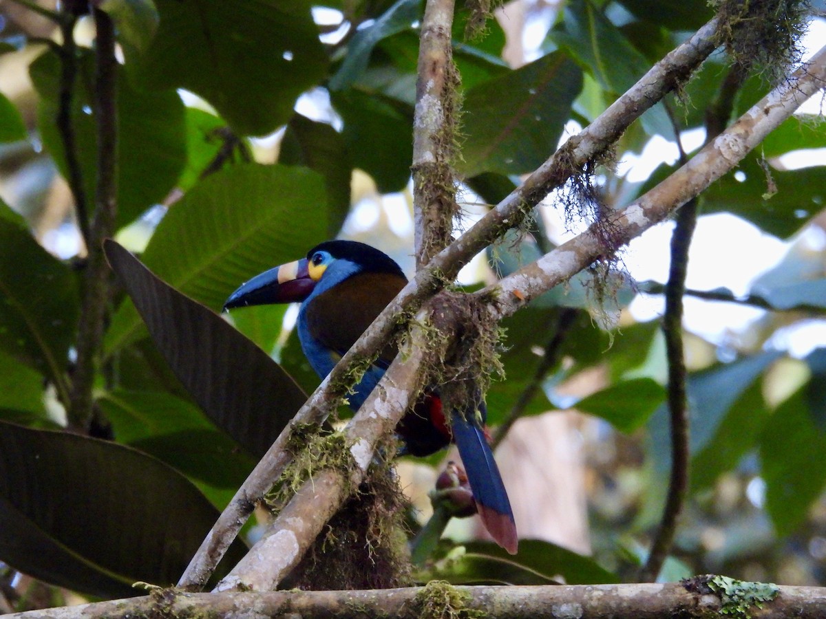 Plate-billed Mountain-Toucan - ML646014298