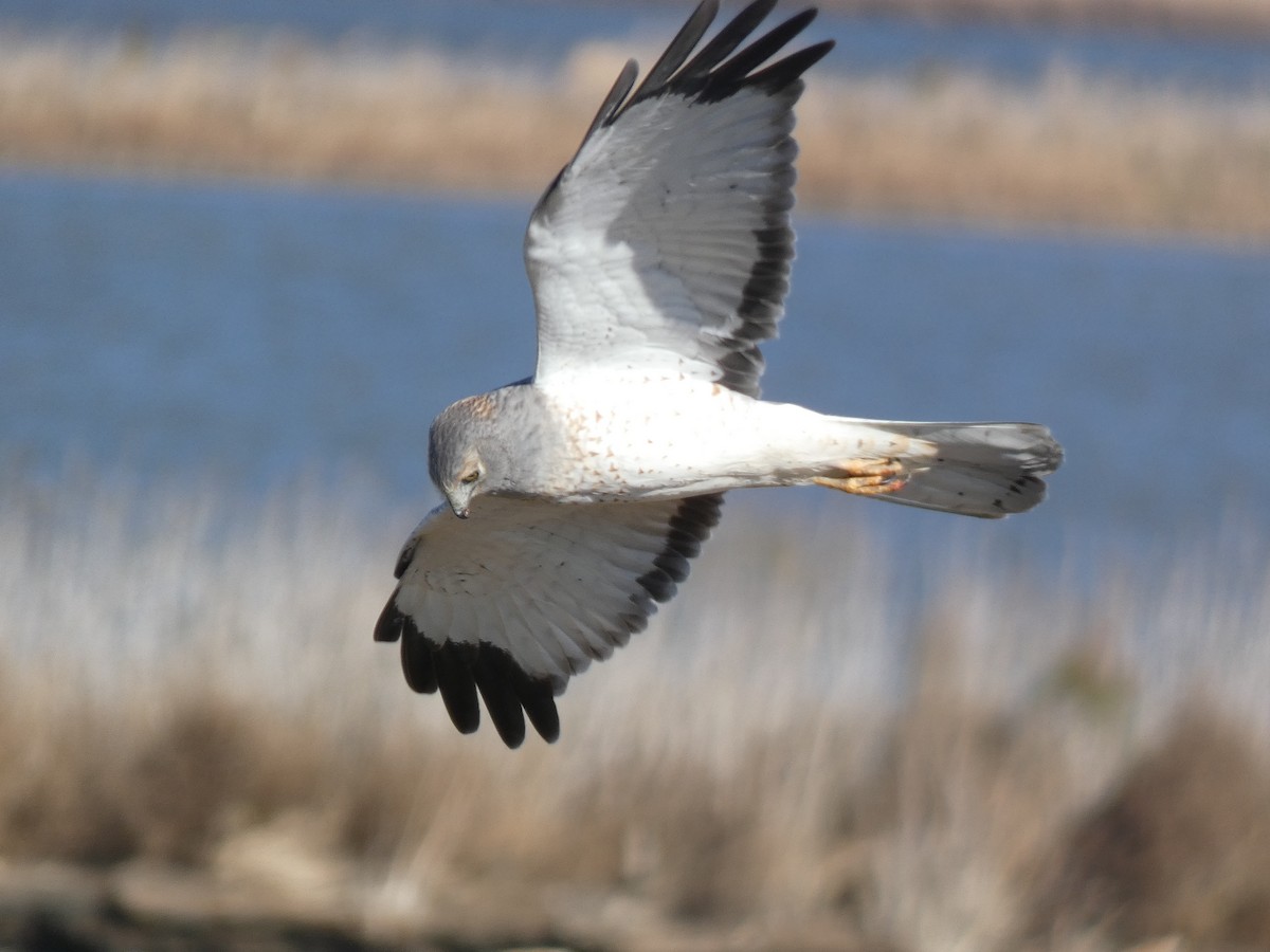 Northern Harrier - ML646014299