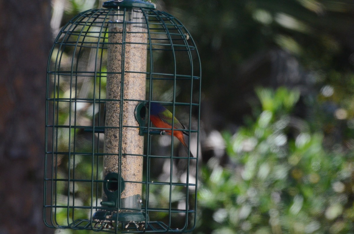 Painted Bunting - ML646014301