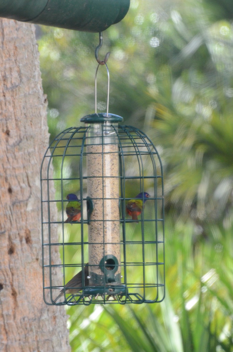 Painted Bunting - ML646014304