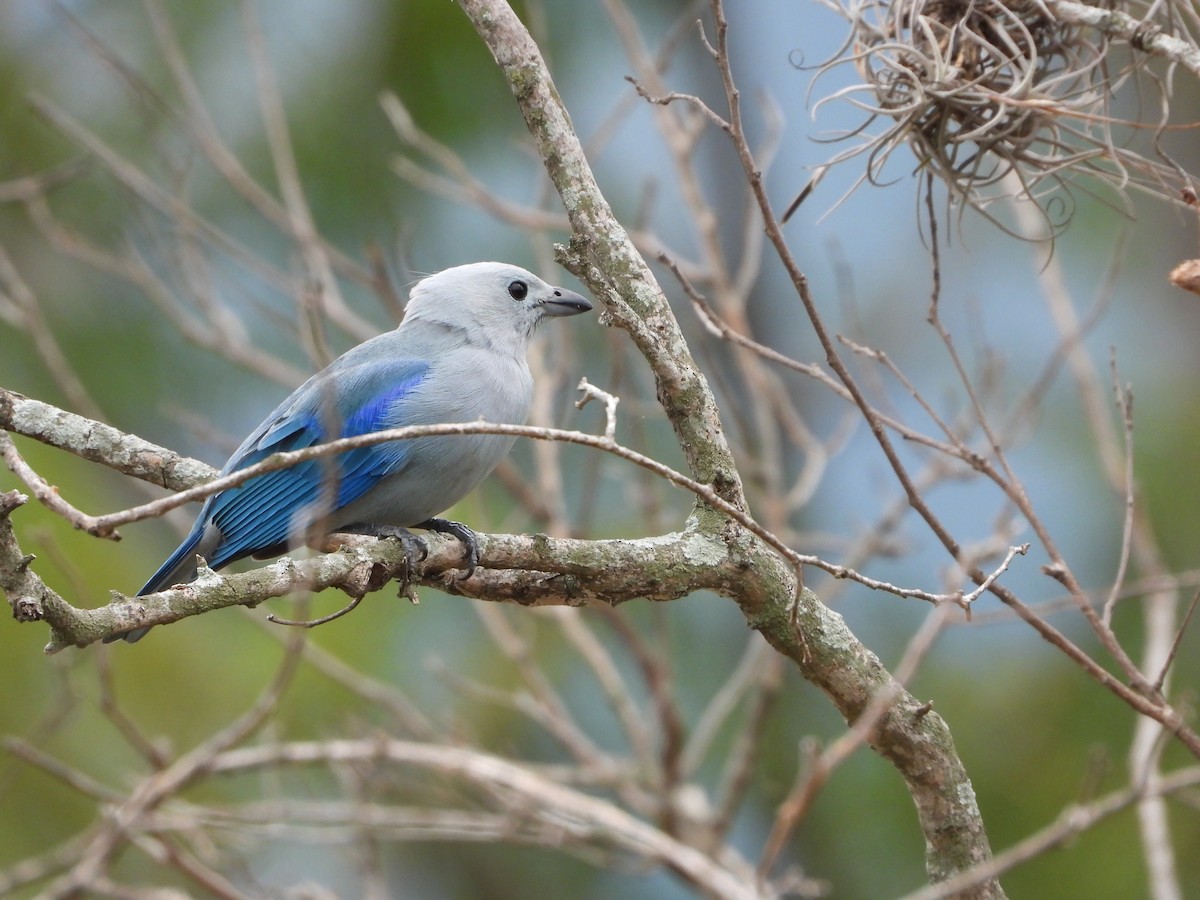 Blue-gray Tanager - ML646014306