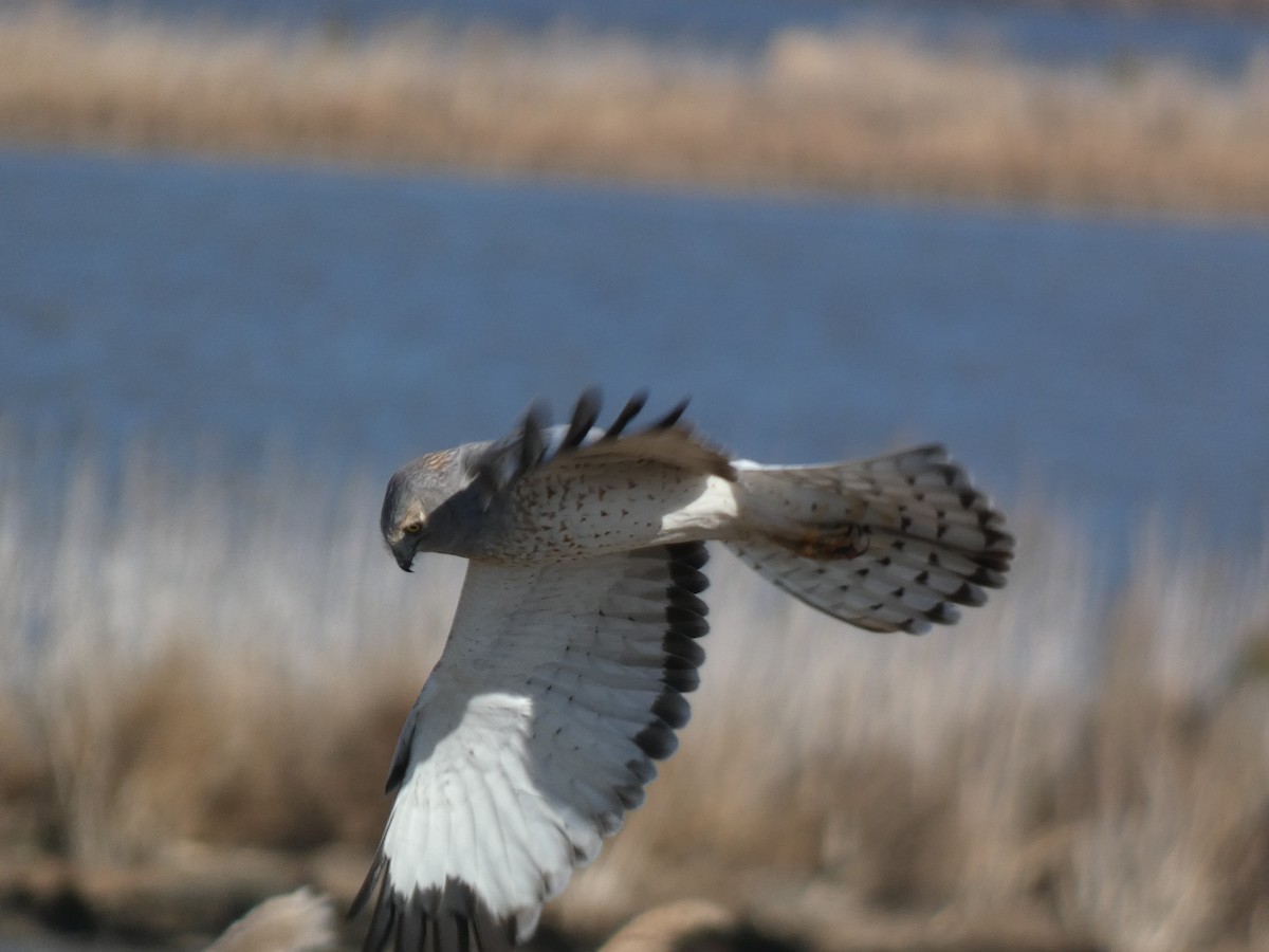 Northern Harrier - ML646014307