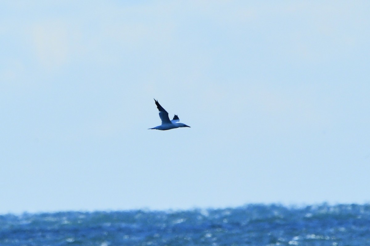 Сула атлантична - ML646014315